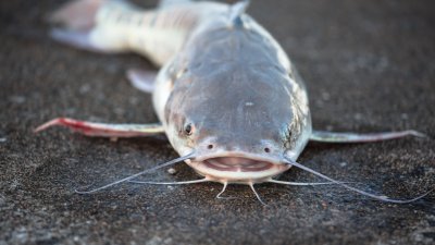 Stung by a Catfish – mrobins71